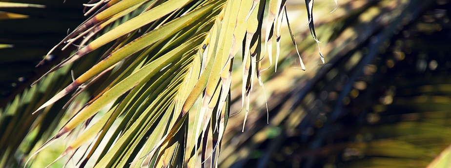 安卓ddos攻击工具